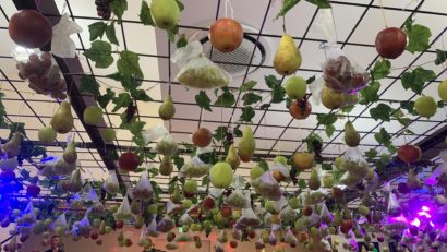 Tradiţii readuse în prezent la germanii din Aradul Nou