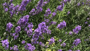 Apicultorii din județul Covasna se confruntă cu probleme grave