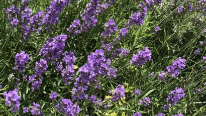 Apicultorii din județul Covasna se confruntă cu probleme grave