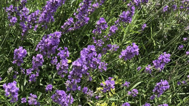 Apicultorii din județul Covasna se confruntă cu probleme grave