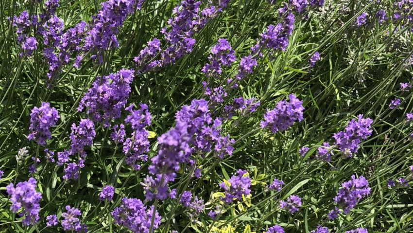 Apicultorii din județul Covasna se confruntă cu probleme grave