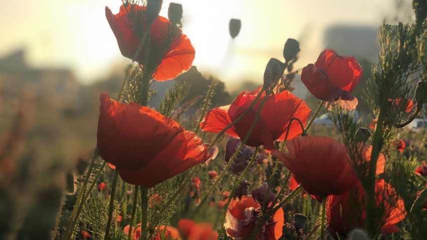 Dan Sterian / La mulți ani maghiarilor de pretutindeni