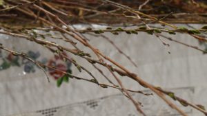 „Śmiergust”, o veche tradiție în comunitatea polonezilor din Bucovina