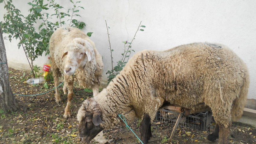 Musulmanii celebrează sărbătoarea de Kurban Bayram